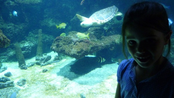 l'aquarium : ambre et la tortue