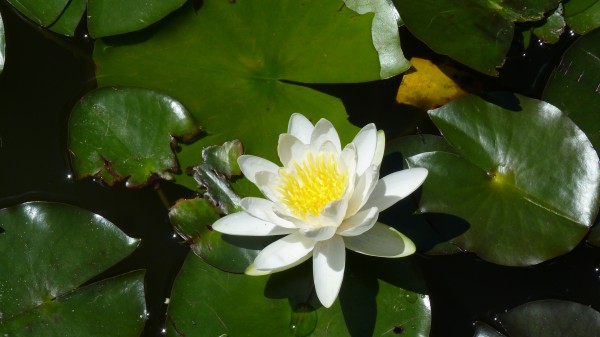 ou nénuphar.